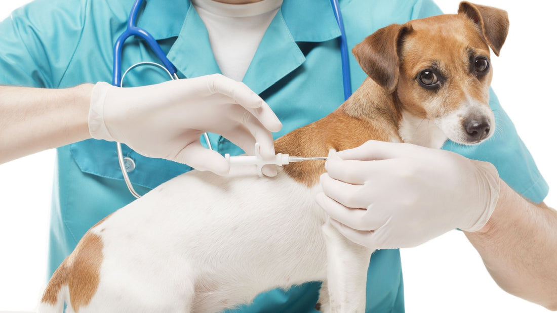 dog-getting-microchipped-with-syringe