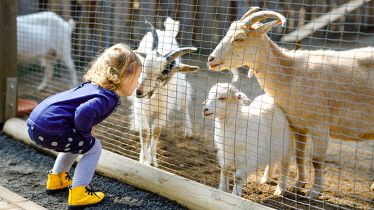 clonfert-pet-farm-girl-with-goats
