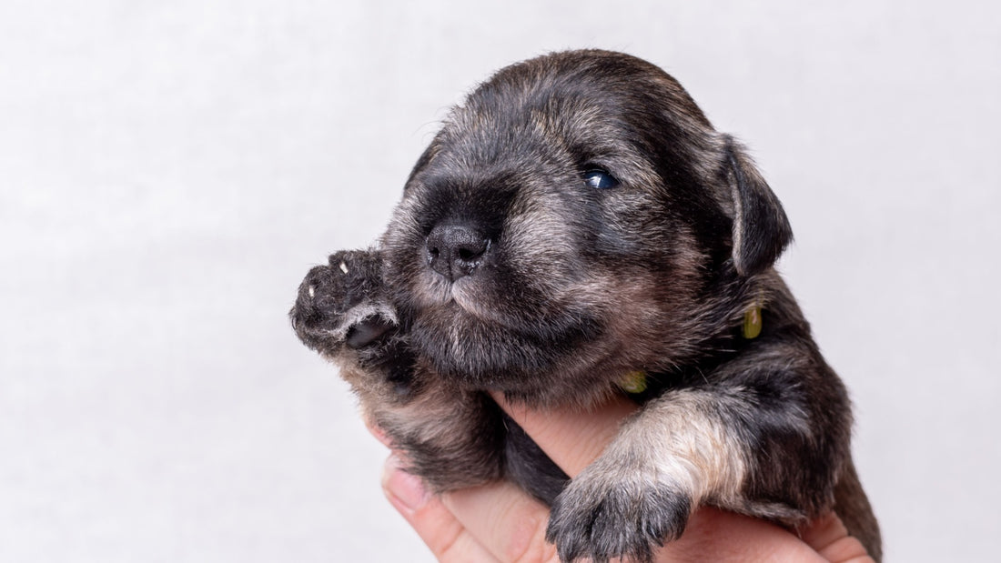 blind-new-born-puppy
